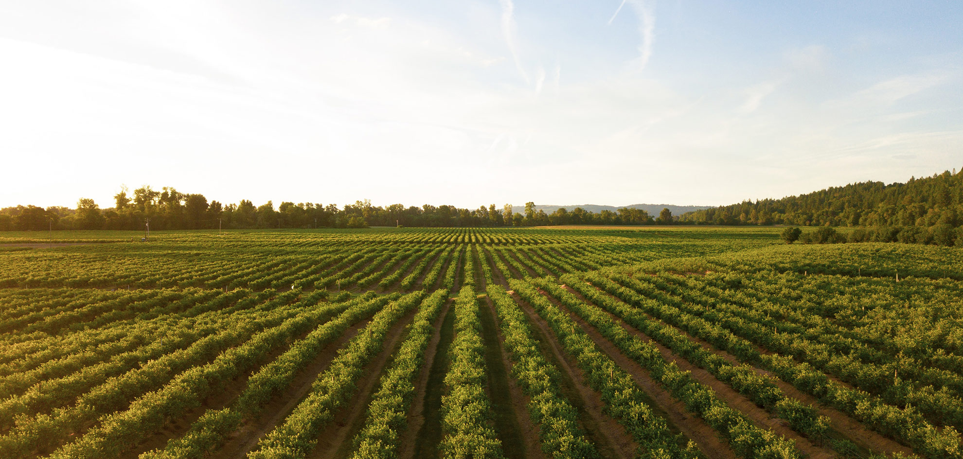 Vista aérea de un campo de cultivo con las hileras alineadas hasta el horizonte